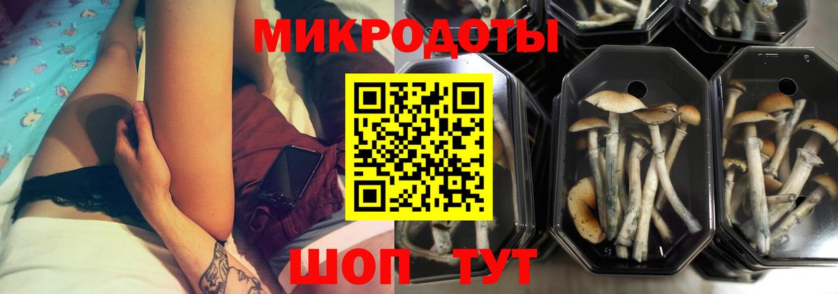 Новороссийск  Псилоцибиновые грибы GOLDEN TEACHER  Галлюциногенные грибы GOLDEN TEACHER  Вход с VPN 